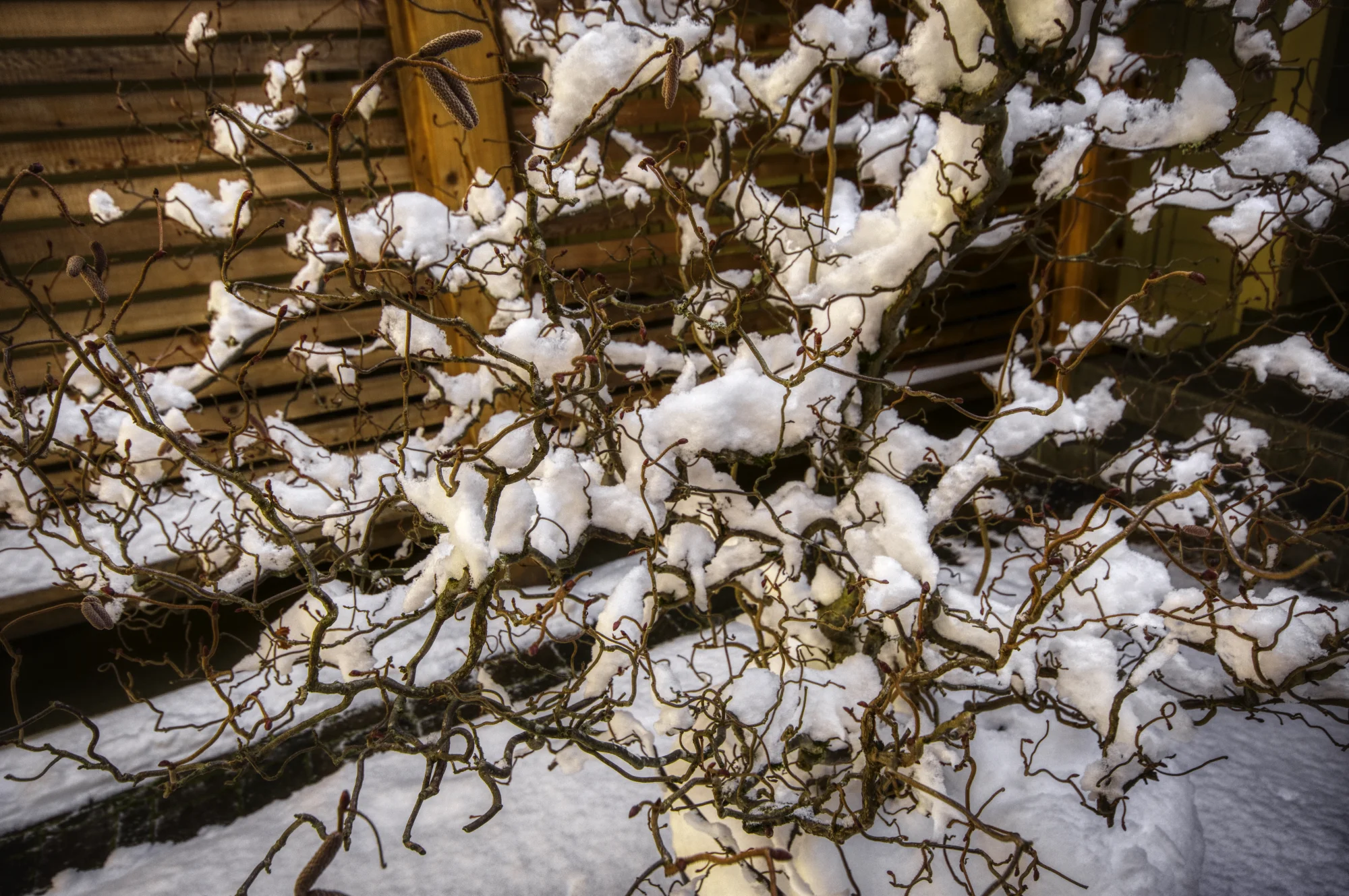 DSC_4458 wiggly branches.jpeg