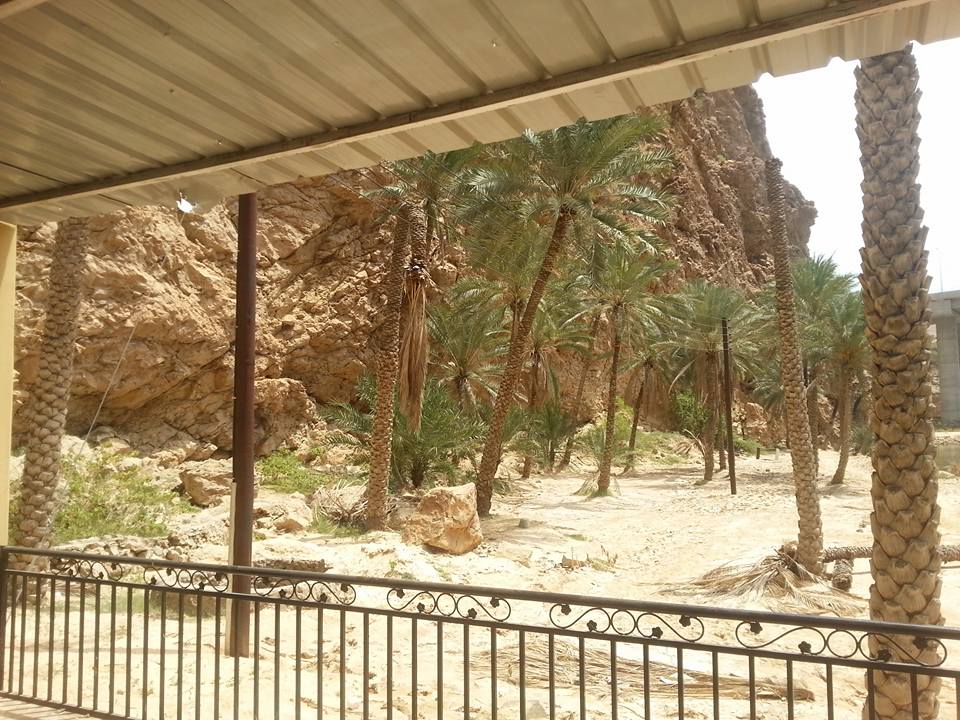 Palm trees Israel.jpg