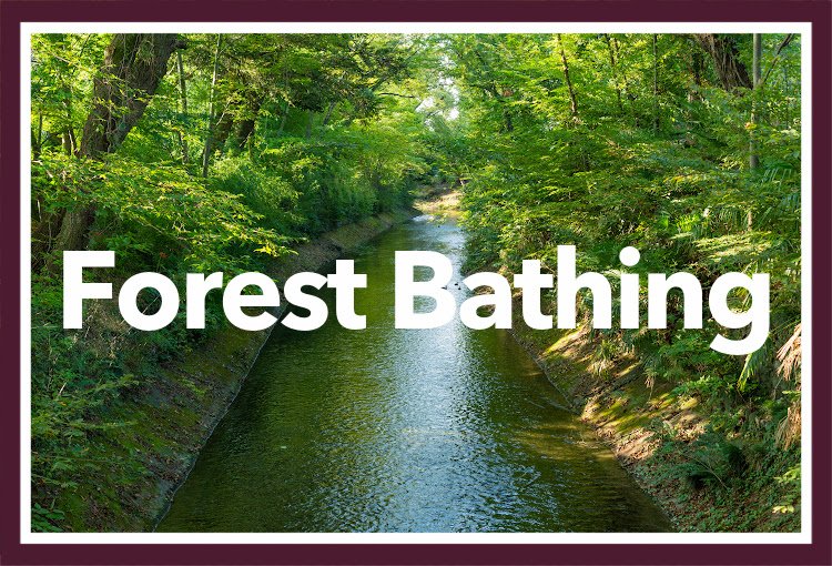 Forest Bathing, Earthing, and Grounding
