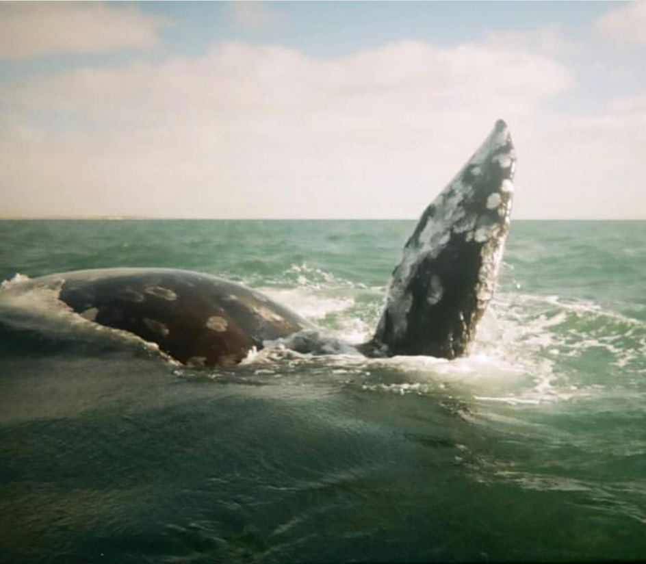 Whale + Dolphin Session