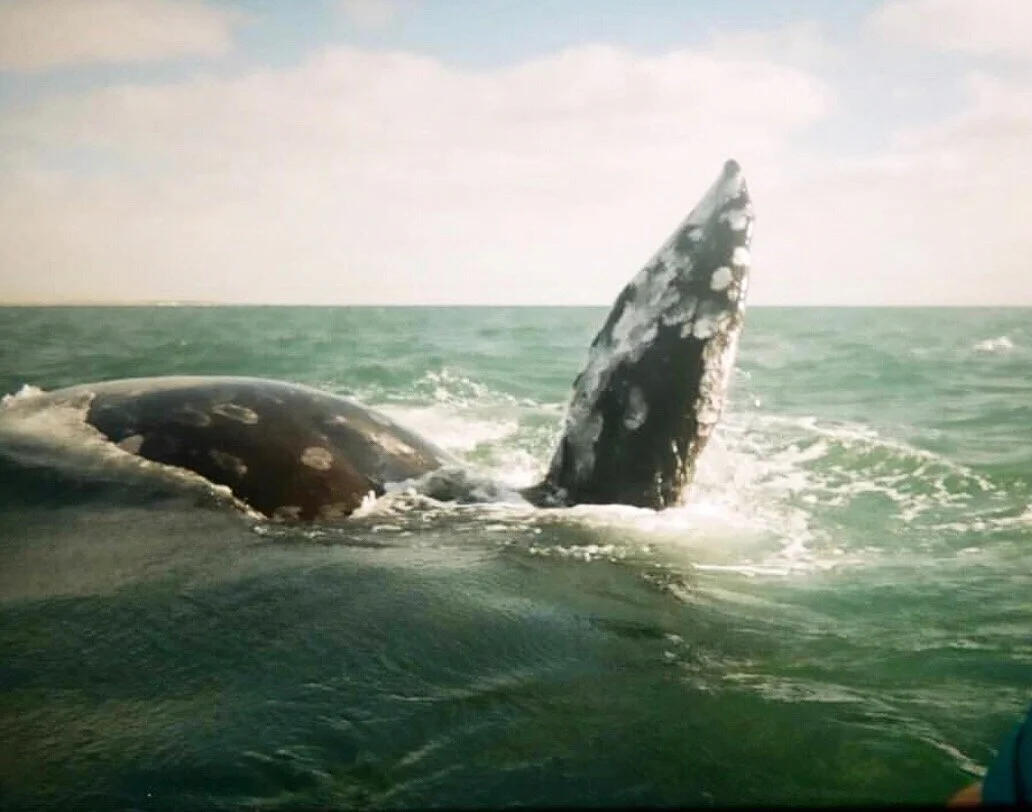 December Whale + Dolphin Circle: Solstice Edition