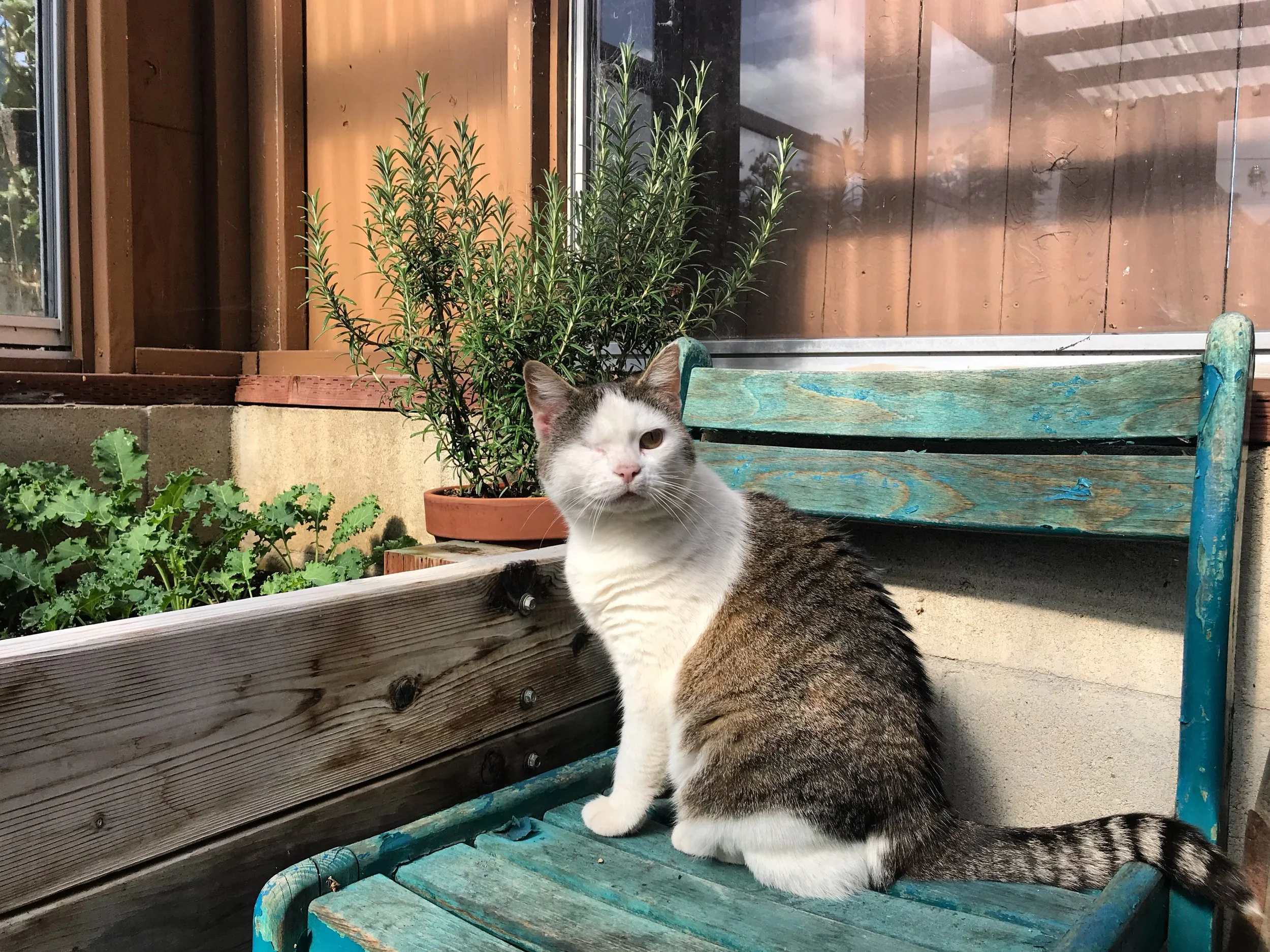 In the Loop: Animal Check-ins