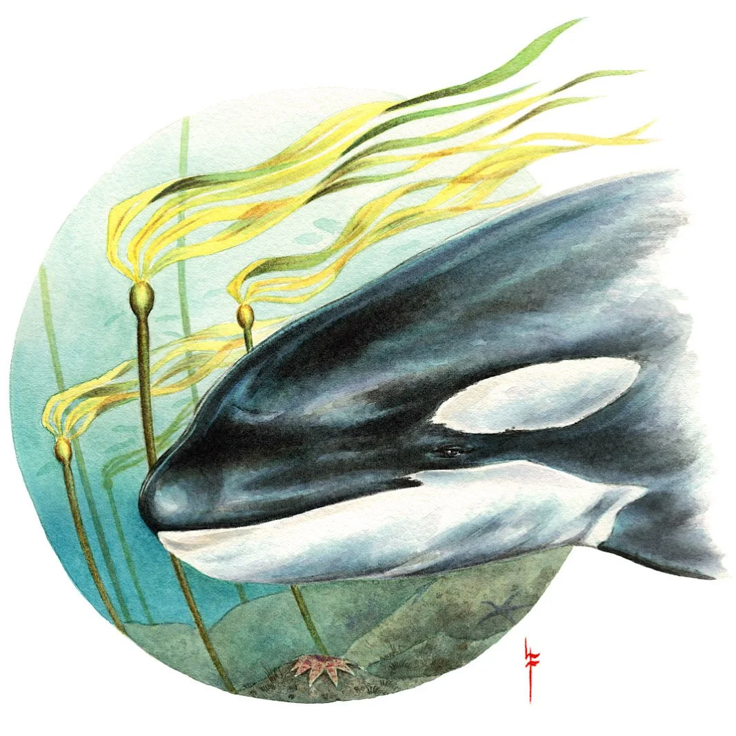 November Whale + Dolphin Circle