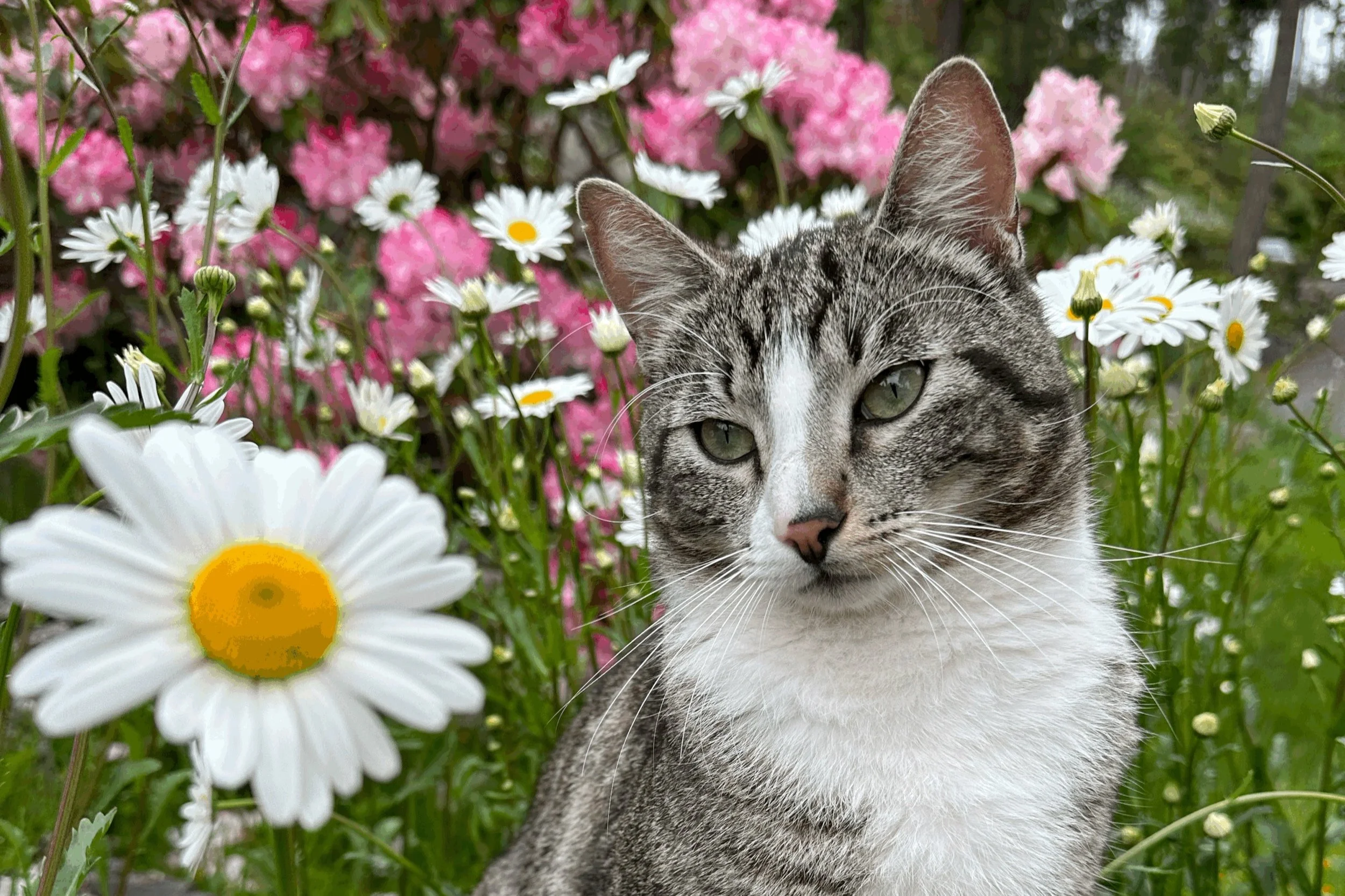 Intro to Animal Communication Workshop PART 3: Companion Animals