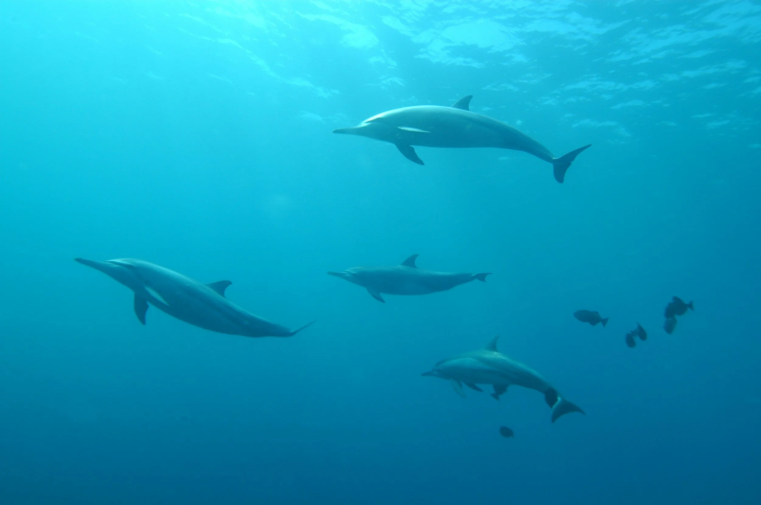 July Whale + Dolphin Circle