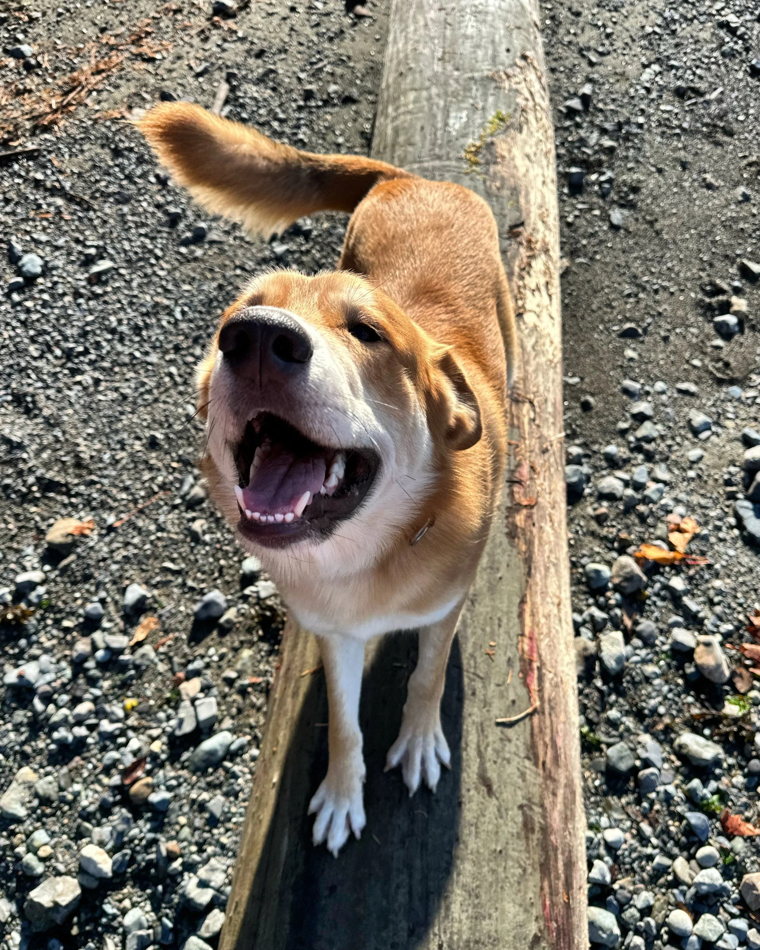 Intro to Animal Communication Workshop PART 4: Exercise