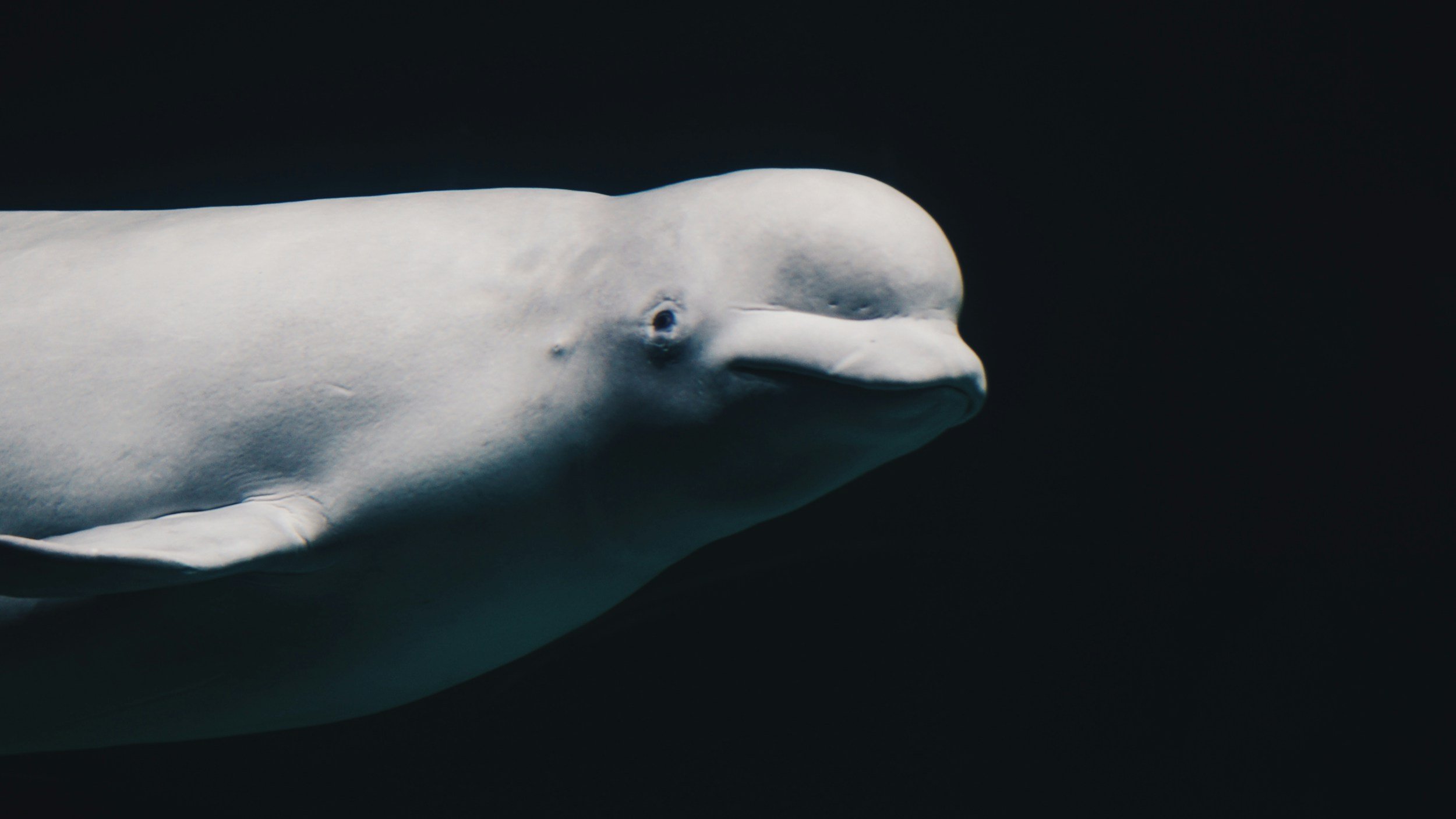 Guest Speaker at United By Nature: Belugas