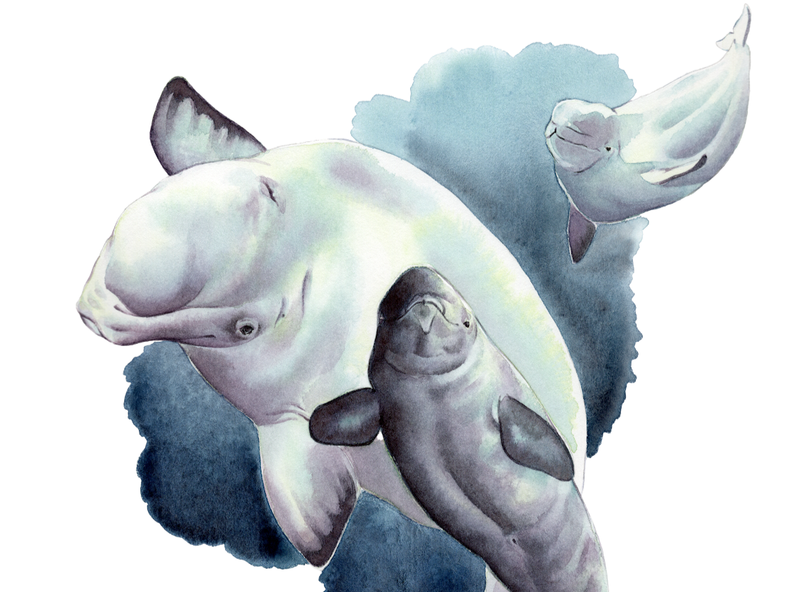 January Whale + Dolphin Circle