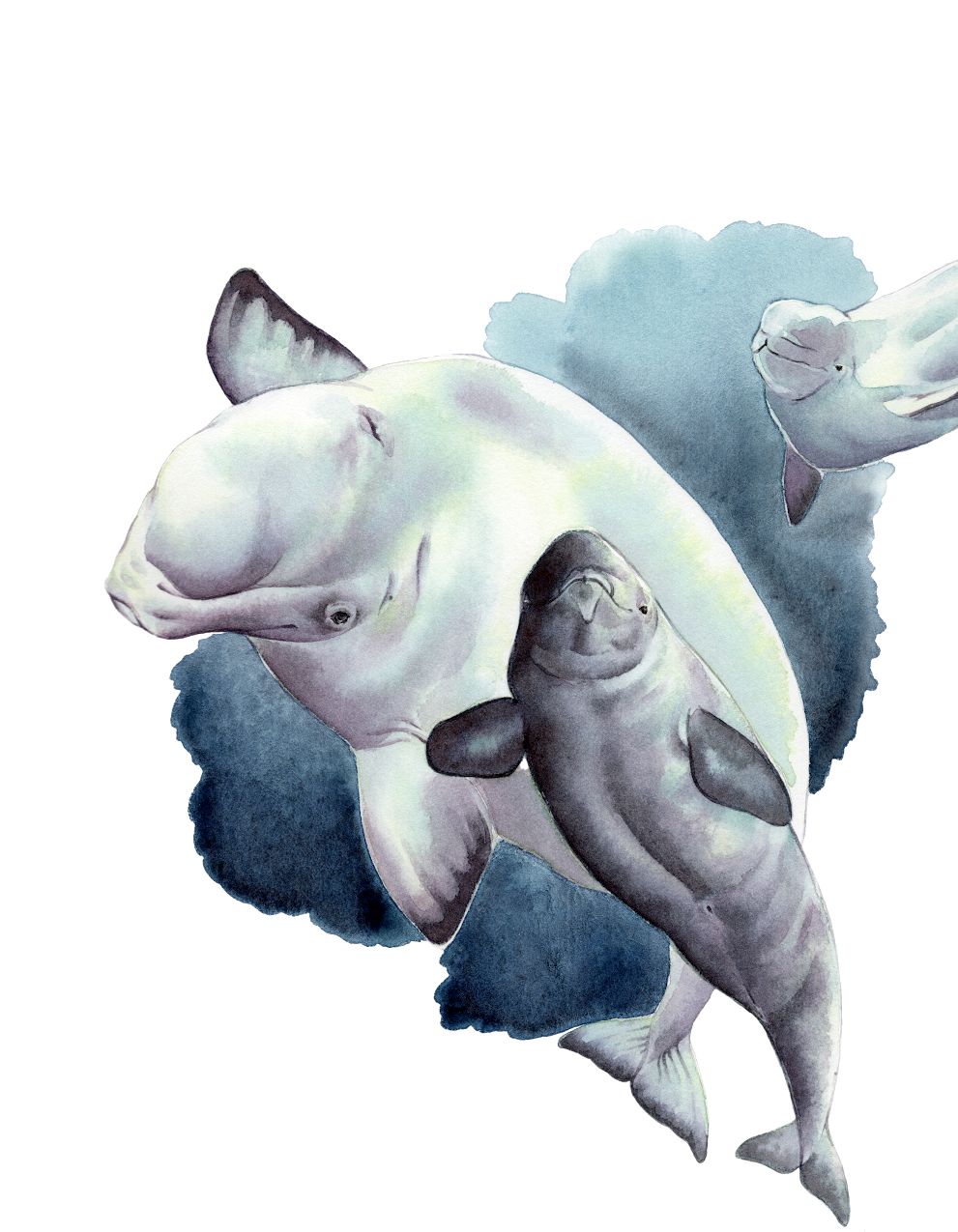 April Whale + Dolphin Circle