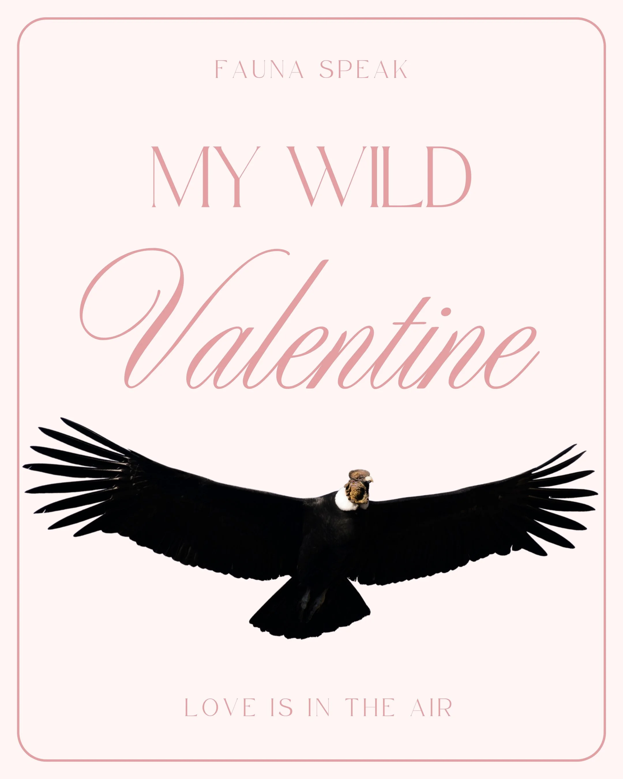 My Wild Valentine