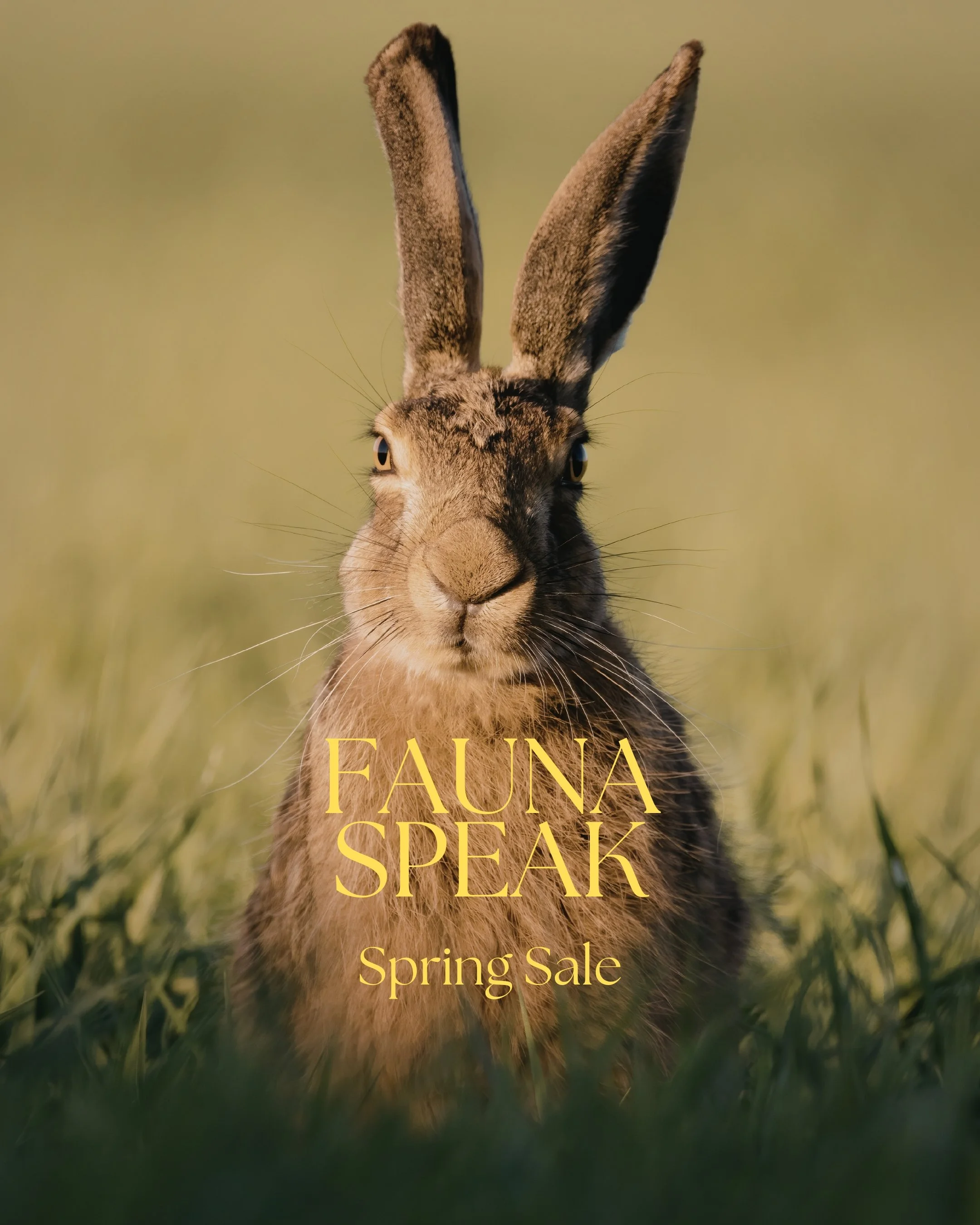 Song of Spring Sale