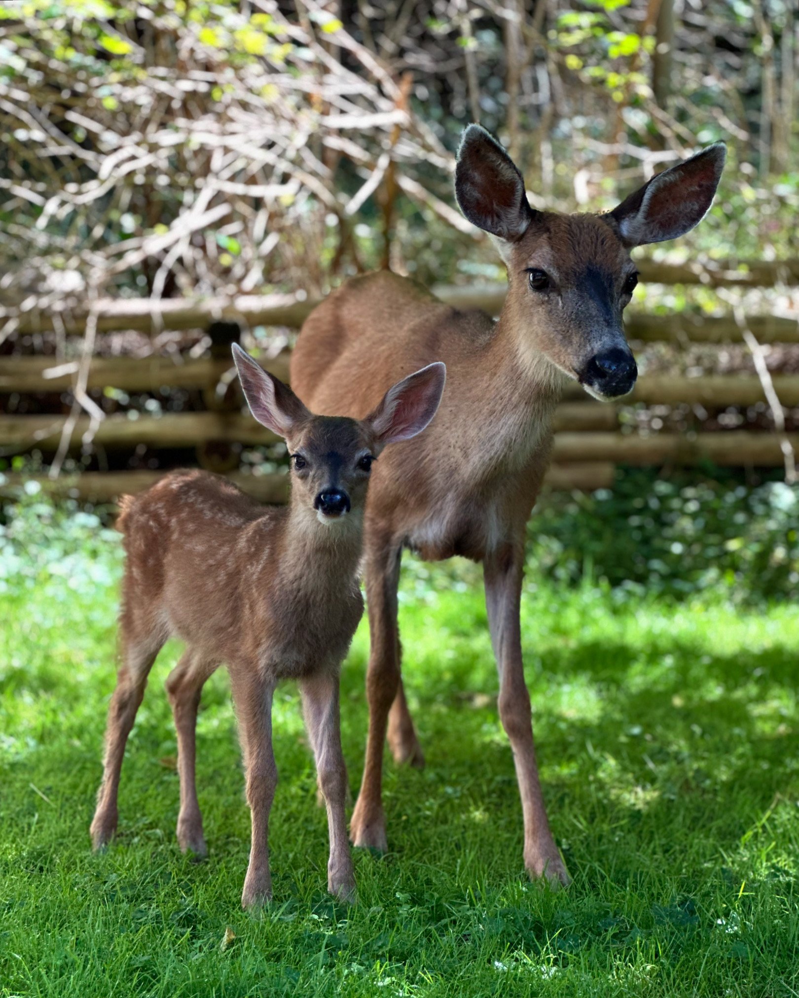 Workshop: Intro to Animal Communication Part 1 - Wild Animals