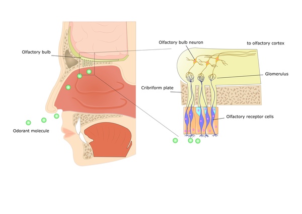 Olfactory System