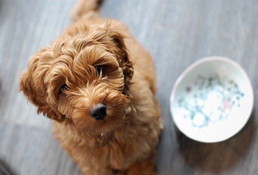labradoodle-2330320_640.jpg