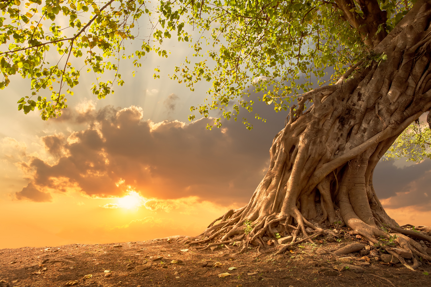 gateholders-michelle-carrington-tree.jpg