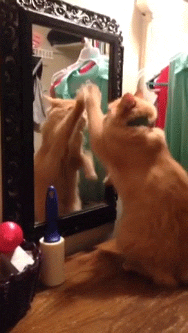 giphy (33).gif