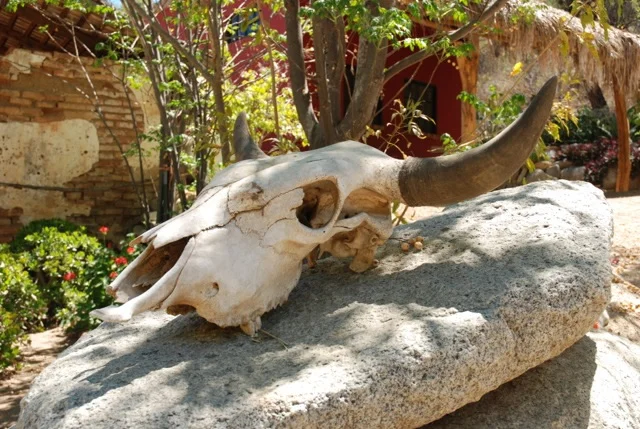 2_cowskull.jpg