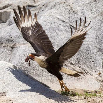 4_CrestedCaracara.jpg