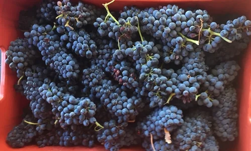 4-grapes.jpg