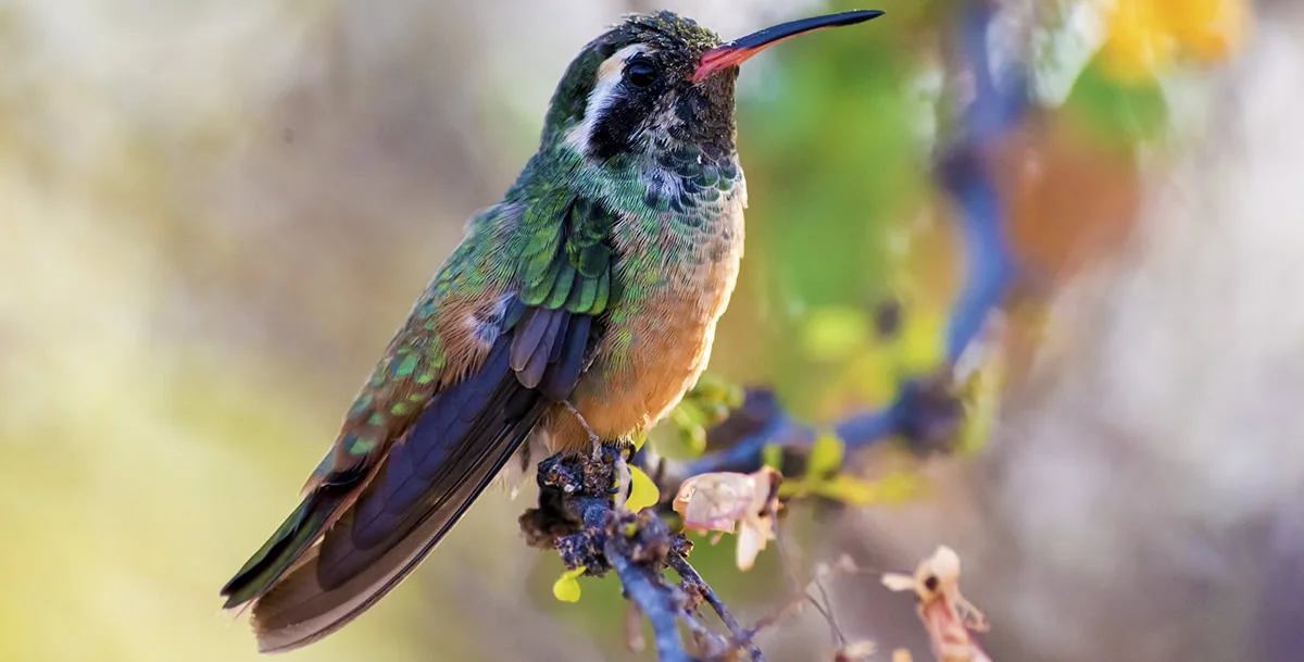 Hummingbird.jpg