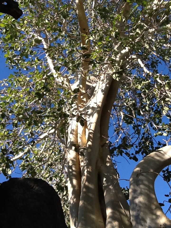 8-eucalyptus.jpg