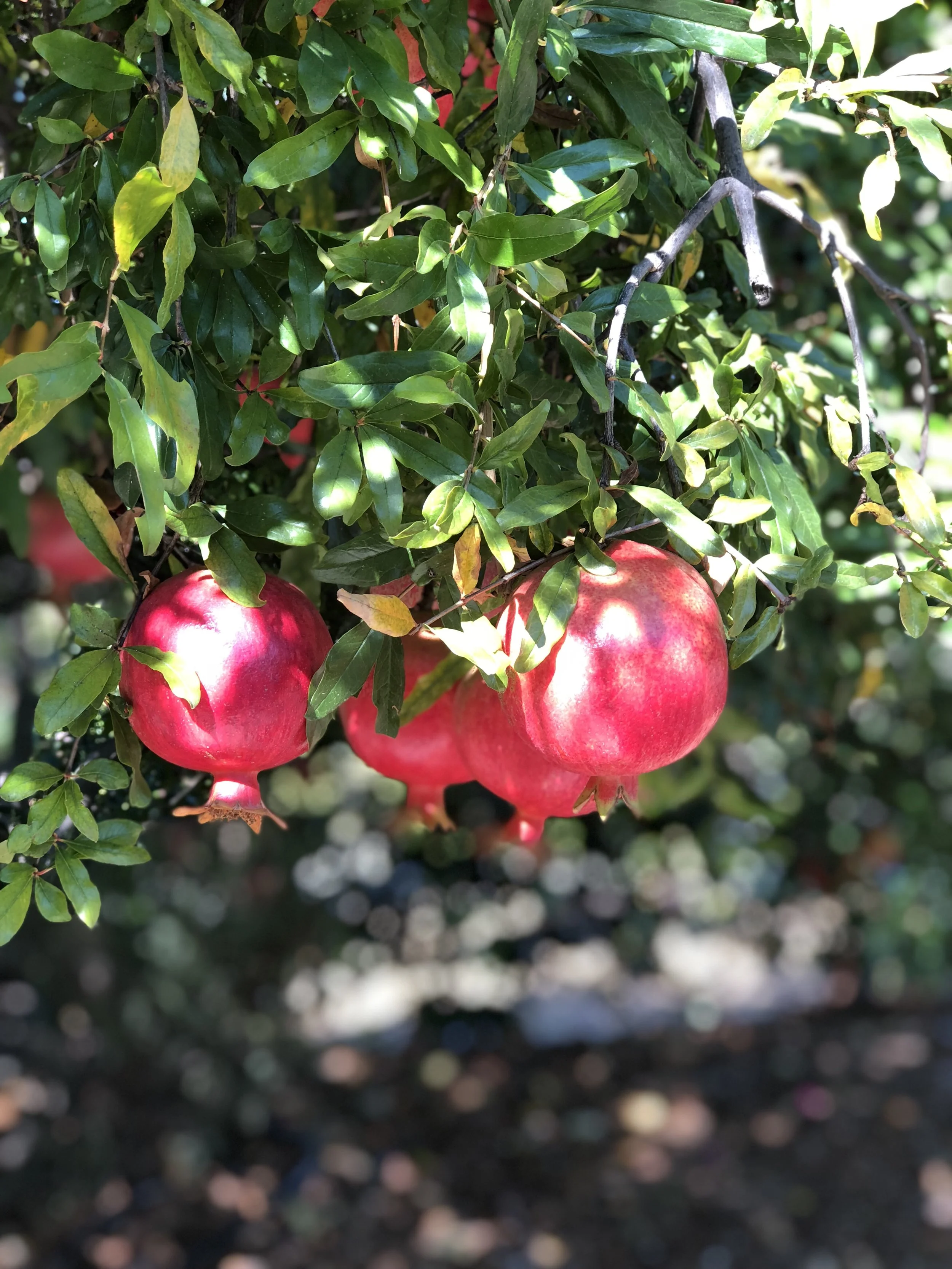 147A81A9-B468-4030-A1C4-D659BFC03A62