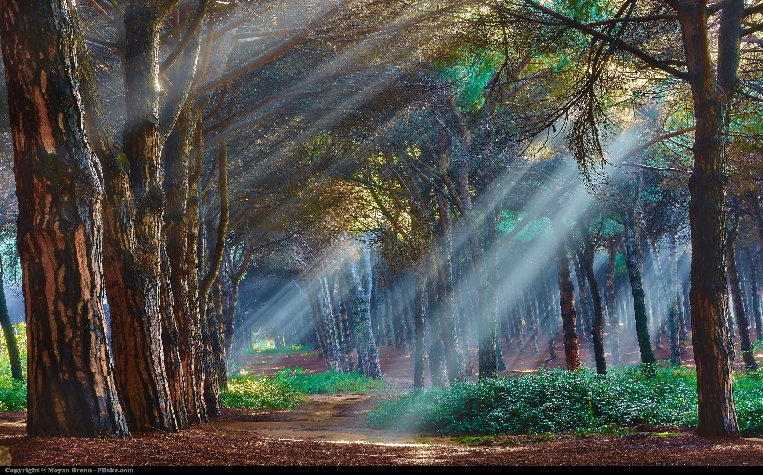 Meditation image (forest w. light shining through).jpg