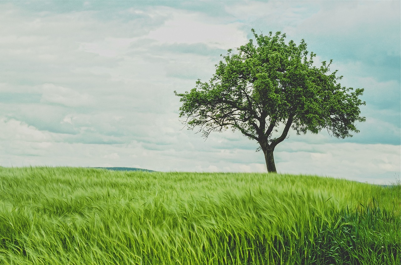 green-692079_1280.jpg