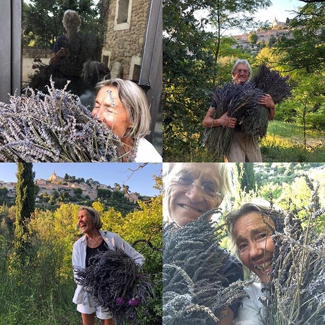 Yesterday&rsquo;s Gleanings !  On yesterday&rsquo;s walk, we passed the village&rsquo;s compost pile and collected this mother-load of dried lavender, we scooped it up and now its fragrance fills the entry into our home #gleaning #forage #lavender #l