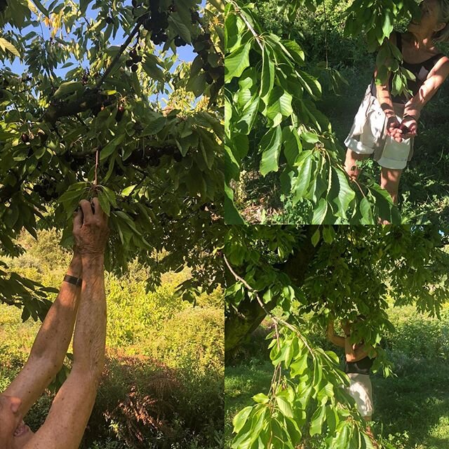 Still gleaning cherries, we started five weeks ago, getting close to the end, the cherry cooperative below us in the village has finished for the season, the cherries left on the trees are ours for the taking #cherries #gleanings #bonnieux #provences