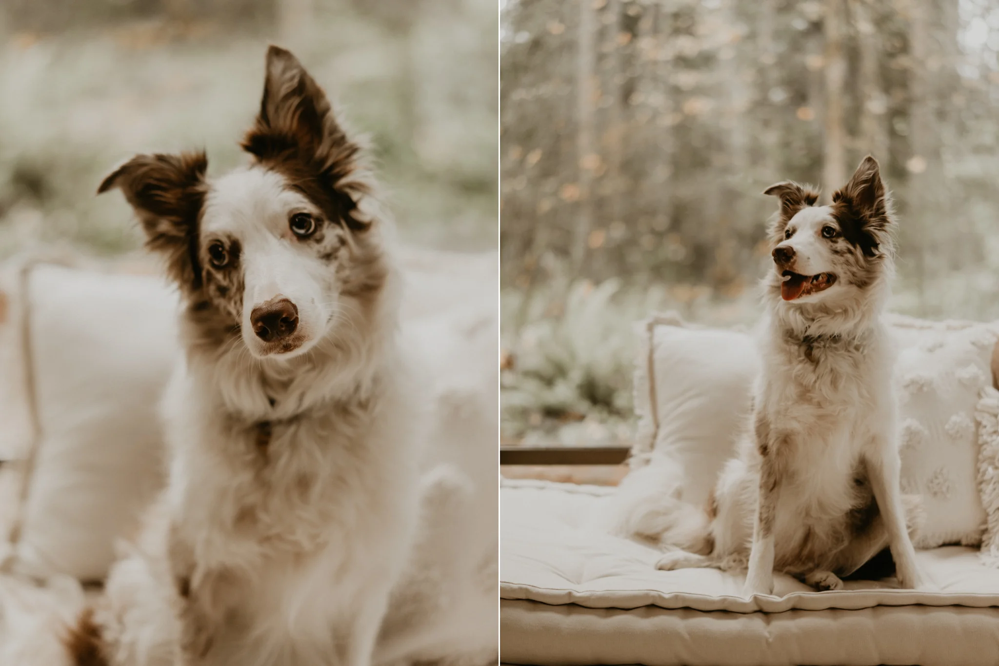 Engagement-Photo-Dog-Seattle-Washington.jpg