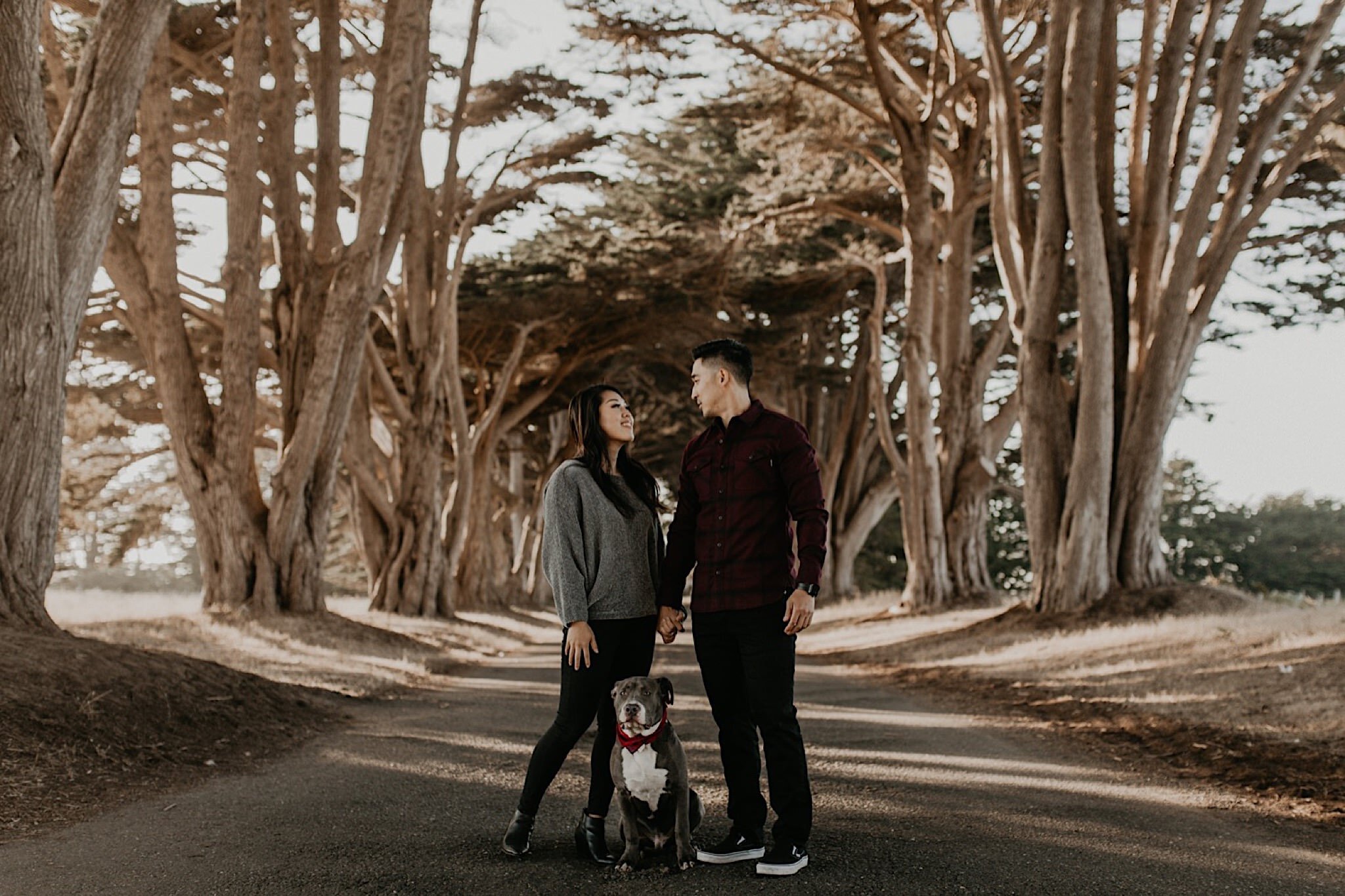 Cypress tree tunnel engagement session at Point Reyes national seashore