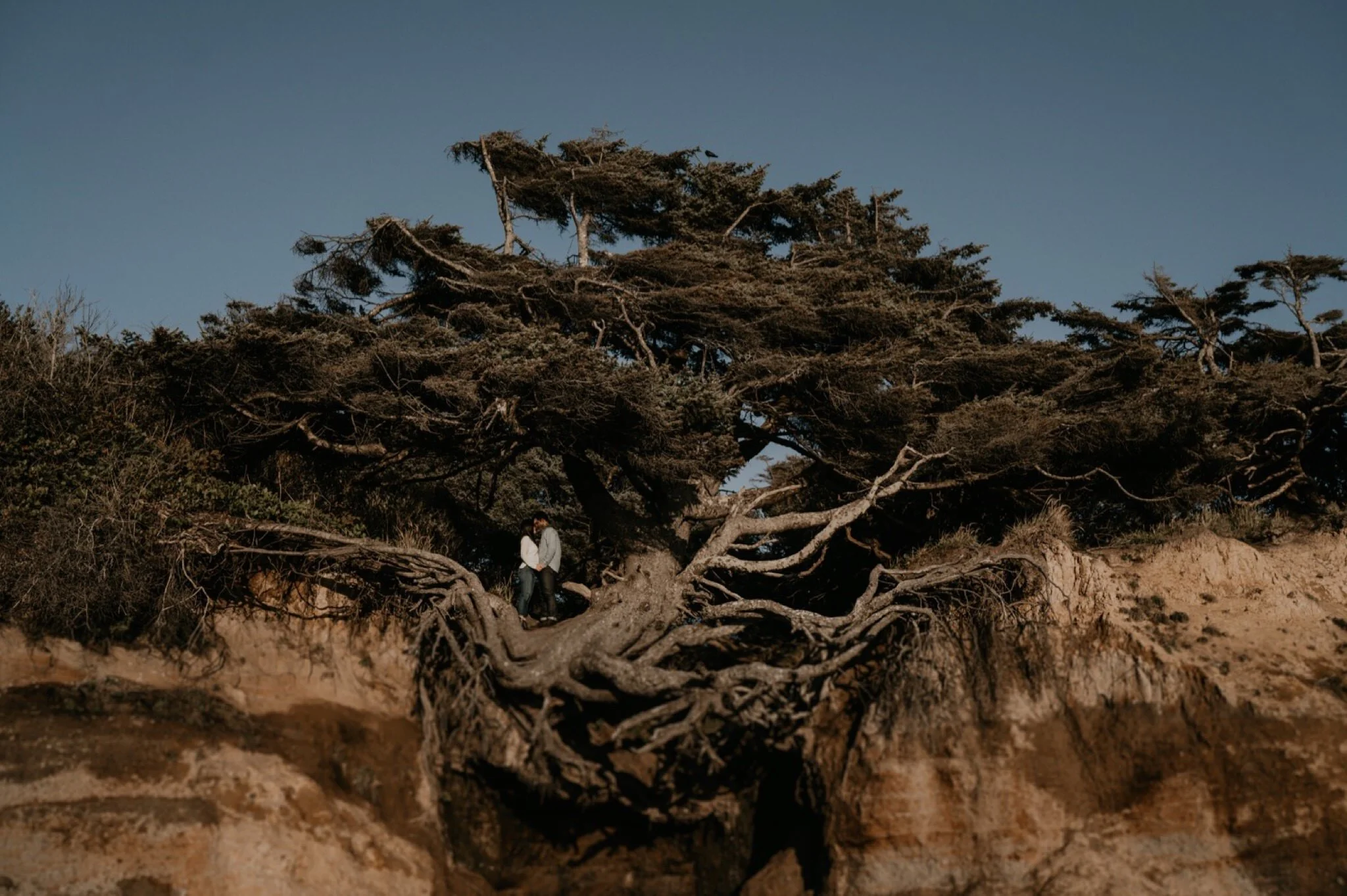 Tree of Life Kalaloch Olympic National Park