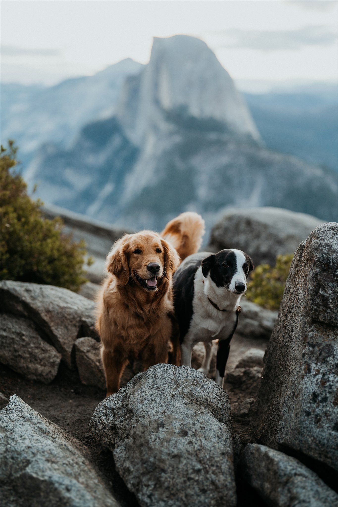 The-Sweetest-Yosemite-National-Park-Adventure-Elopement-With-Pets-10.jpg