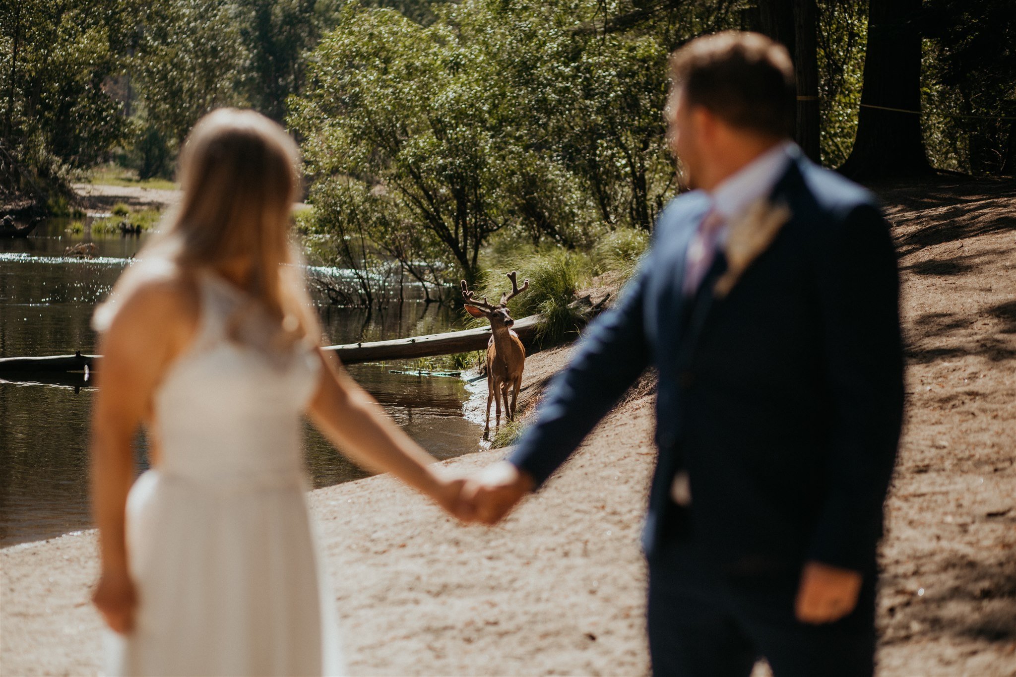 The-Sweetest-Yosemite-National-Park-Adventure-Elopement-With-Pets-44.jpg