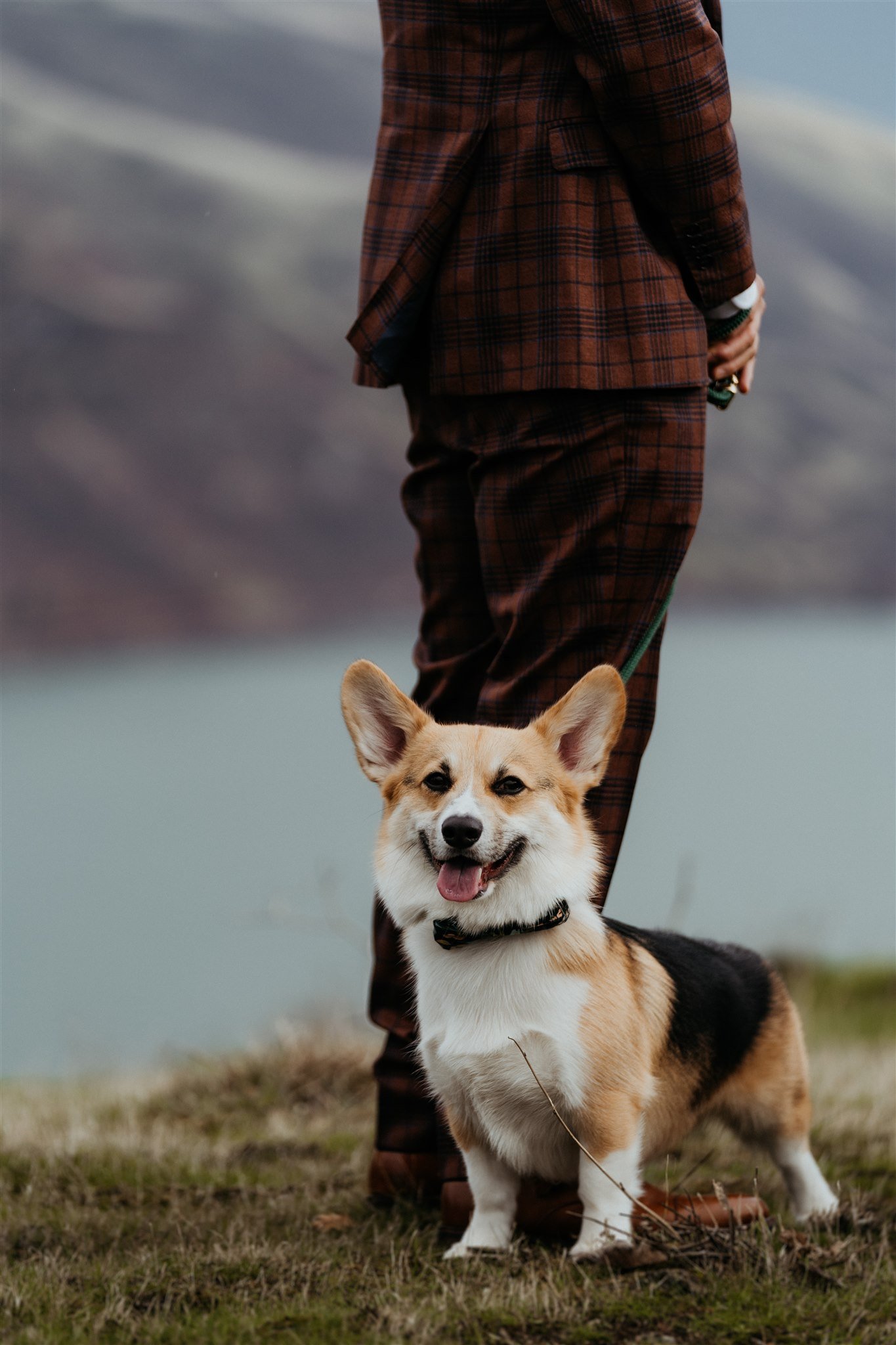 Corgi pup standing with groom at Oregon crest overlook