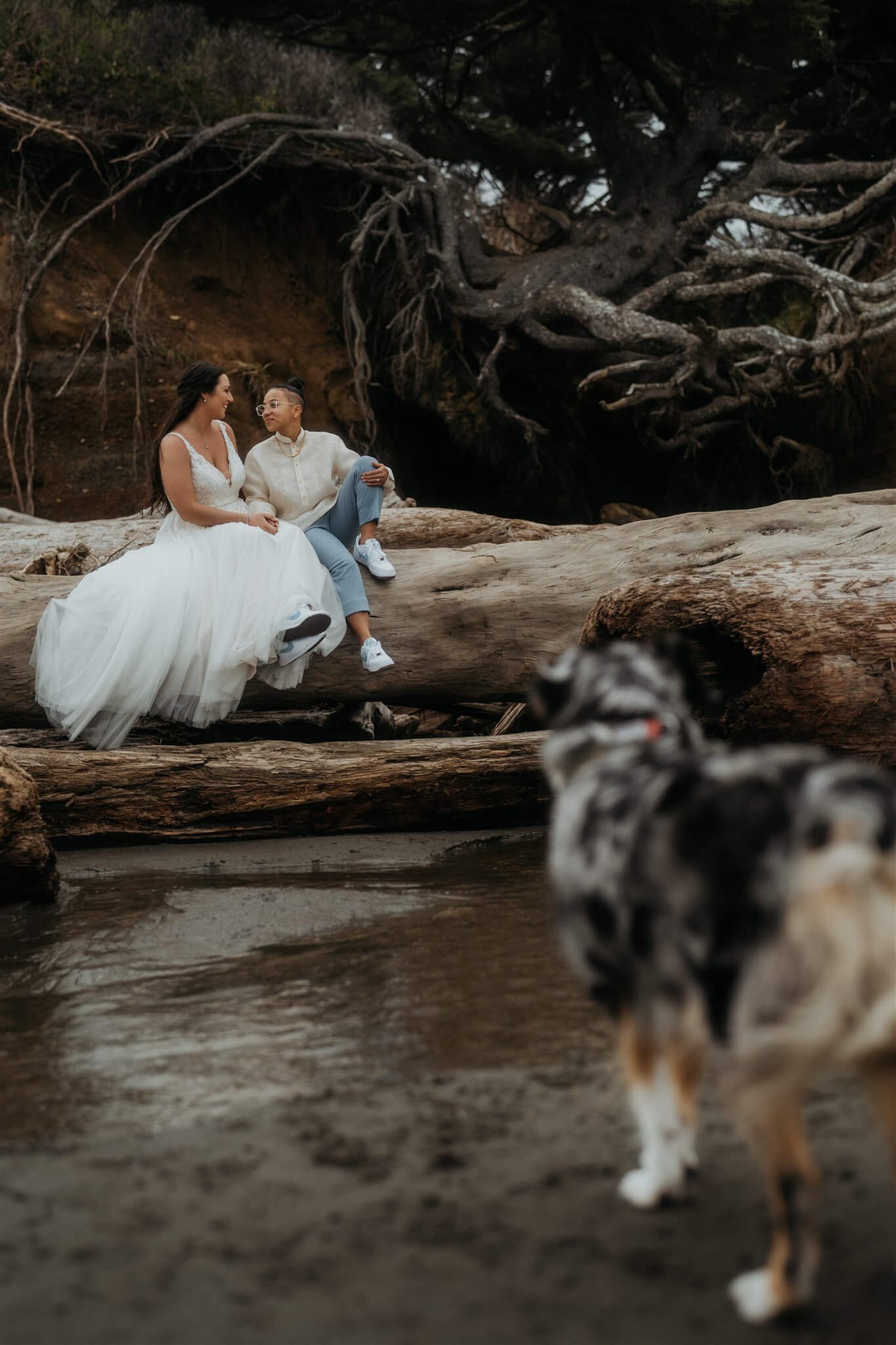 Two brides sitting on a log at Ruby Beach with dog watching from a distance