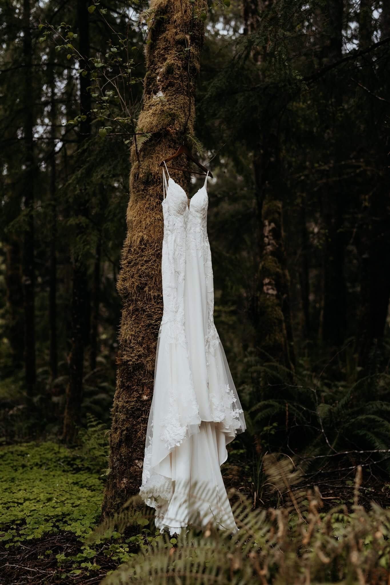 White wedding dress hanging from a tree in the Hoh Rainforest