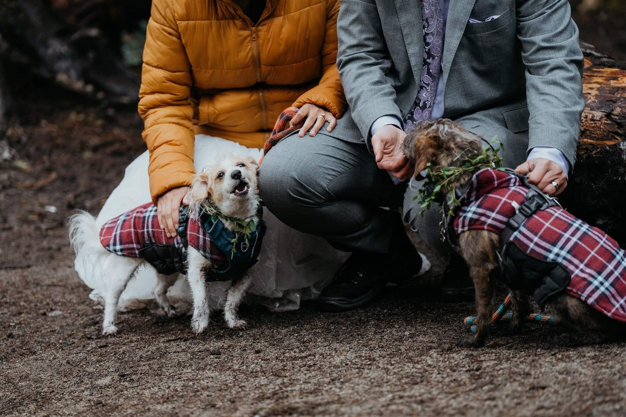 Bride and groom pet dogs after North Cascades elopement
