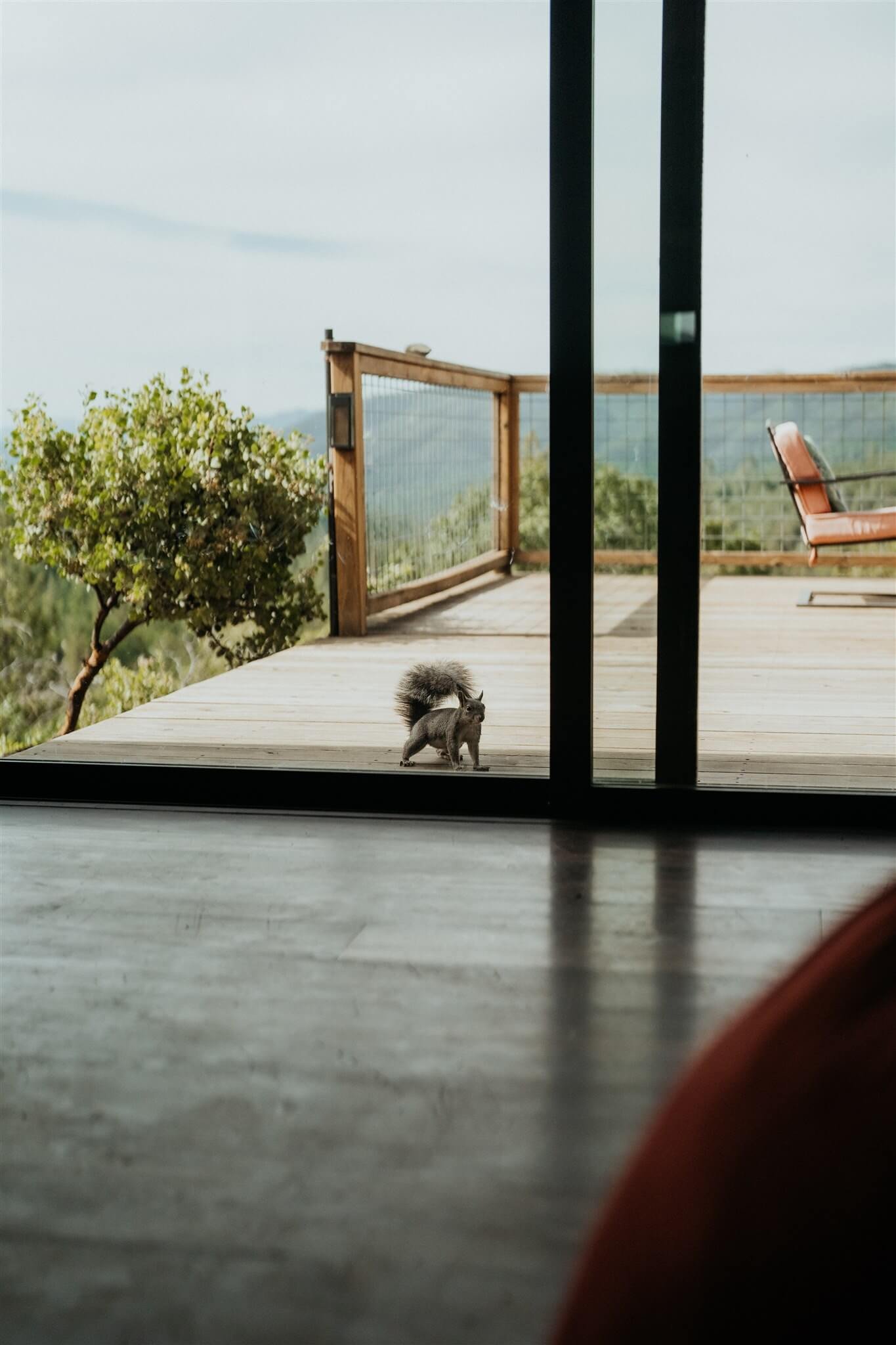 Gray squirrel running across deck at private cabin near Yosemite