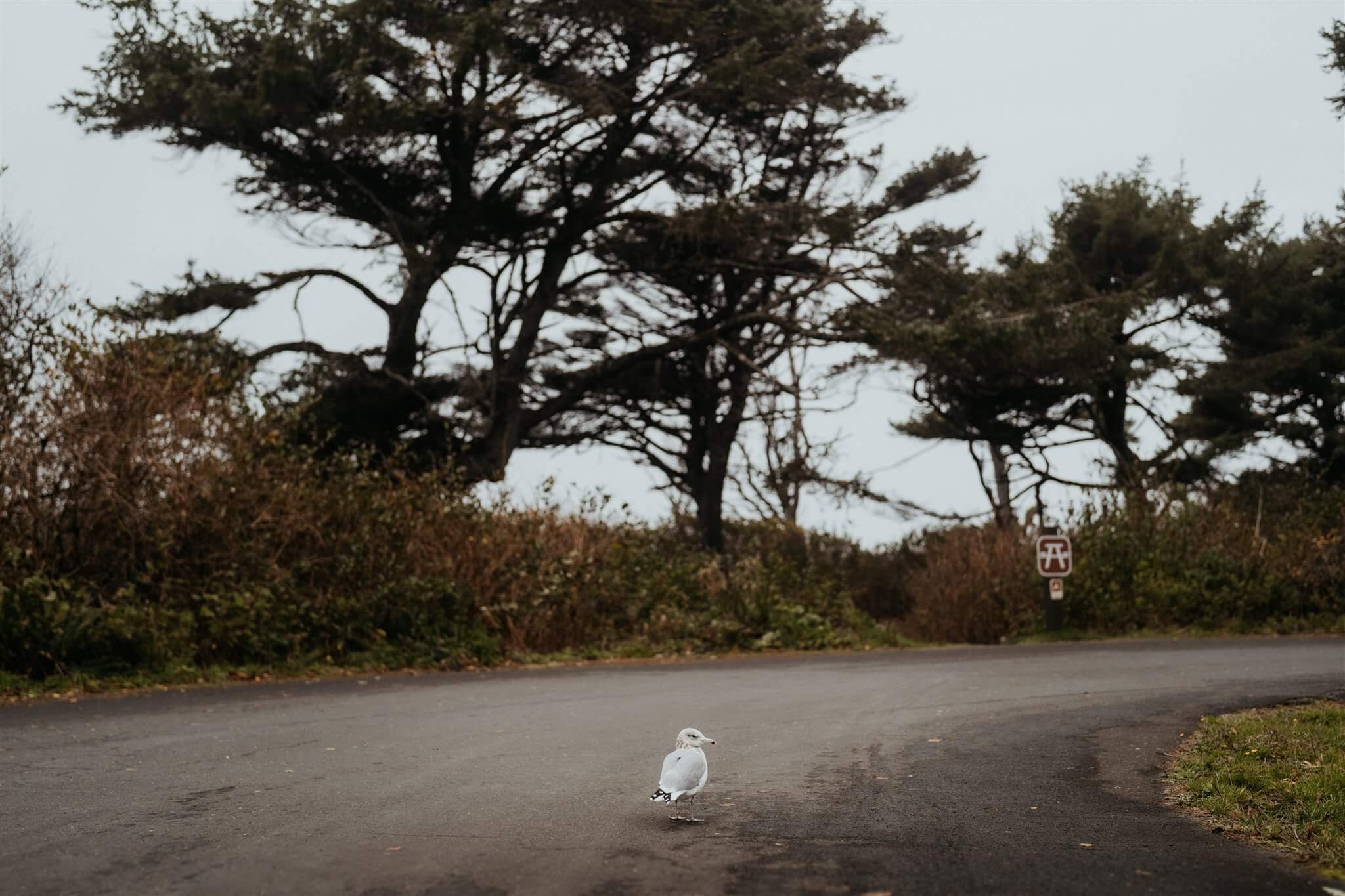 Seagull walking along the road