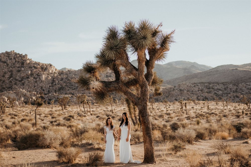 Two brides hold hands under a Joshua Tree at their California elopement in the desert