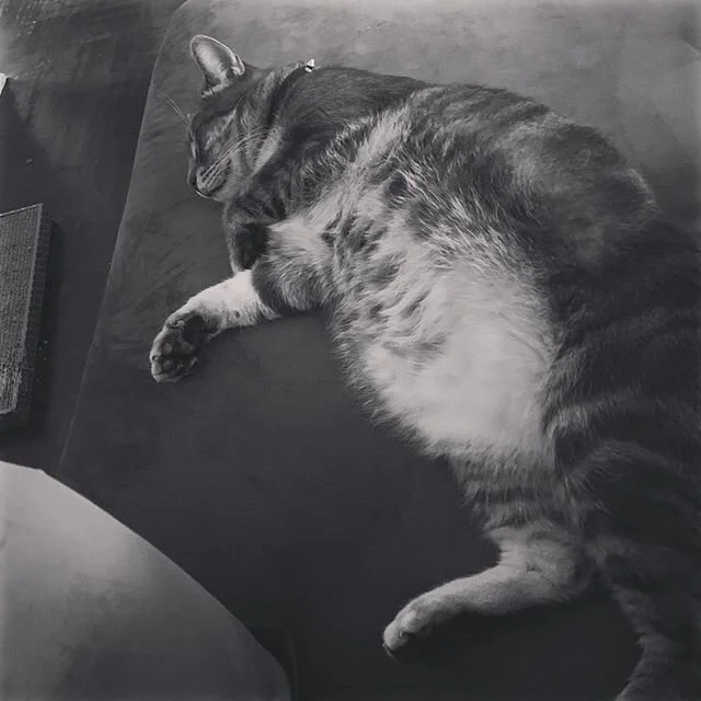Sleep well, my minion. #monty #thefullmonty #catsofinstagram #kitty #chonky #bigboi #felinefamiliar