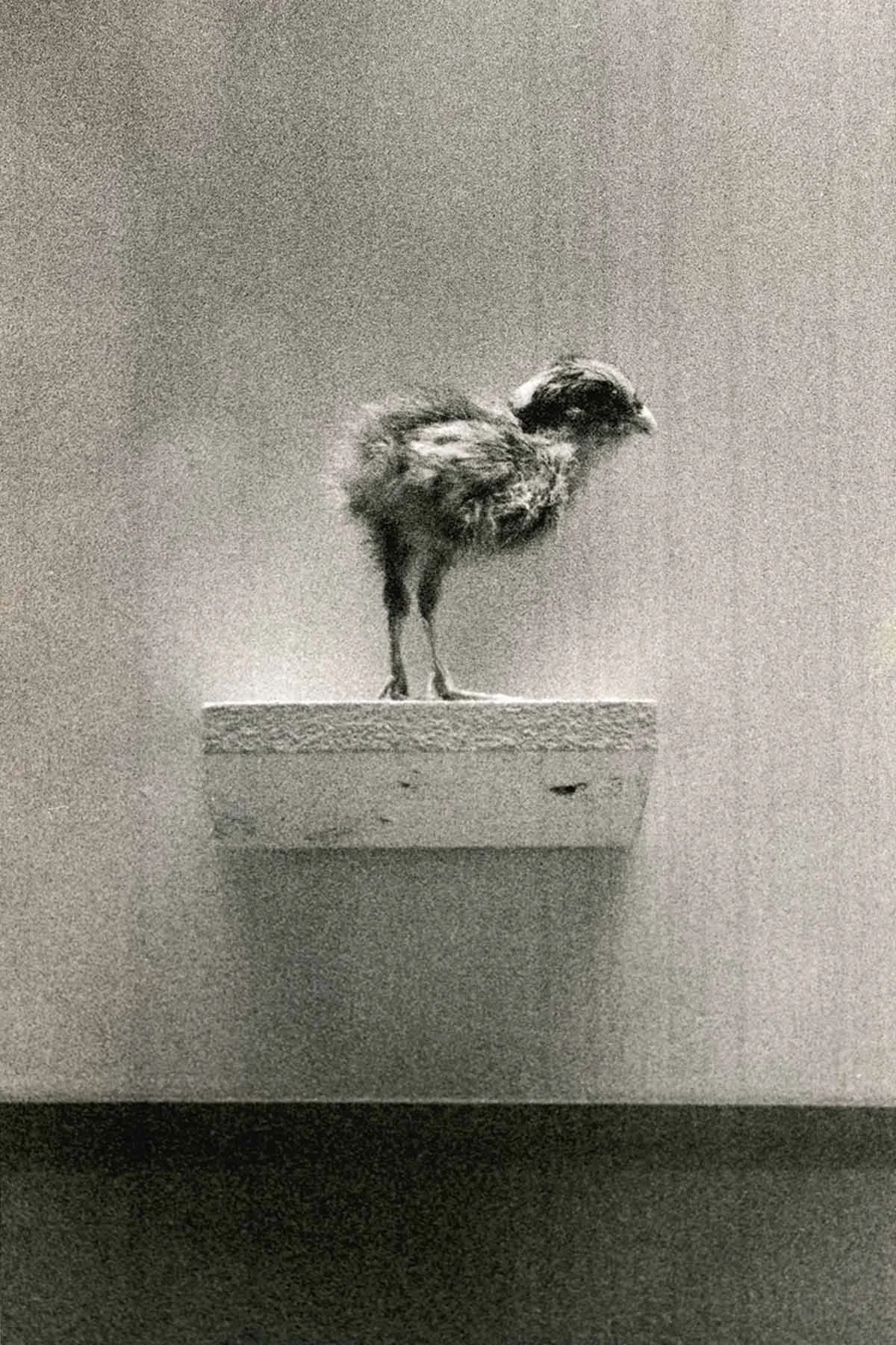 Chick | Field Museum of Natural History