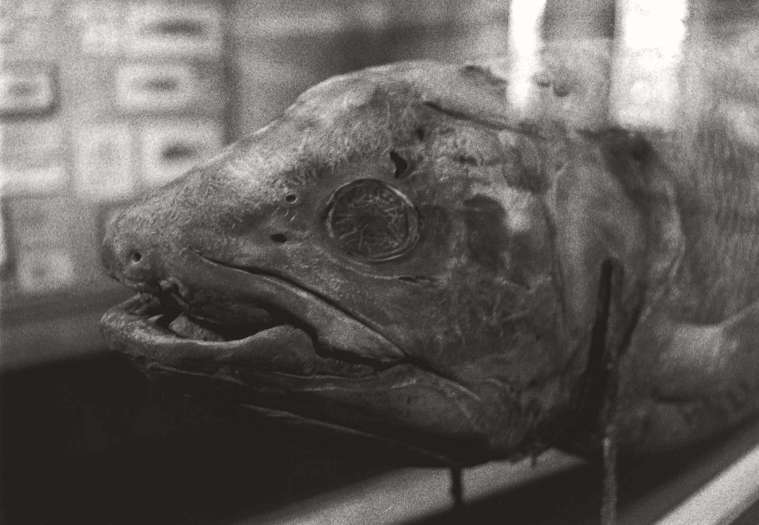COELACANTH | HARVARD MUSEUM OF NATURAL HISTORY