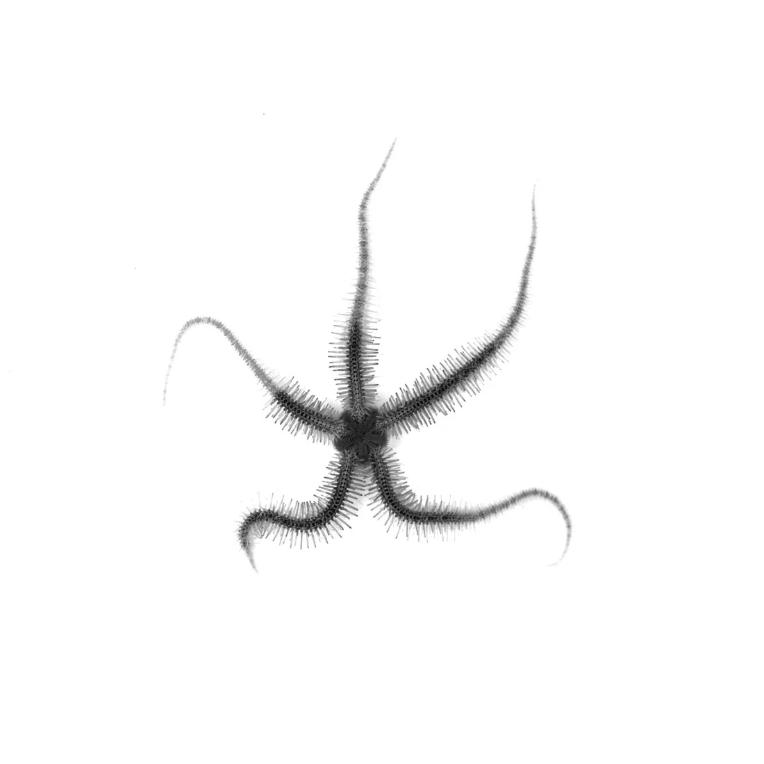 BRITTLE-STAR-SINGLE-IV.jpg