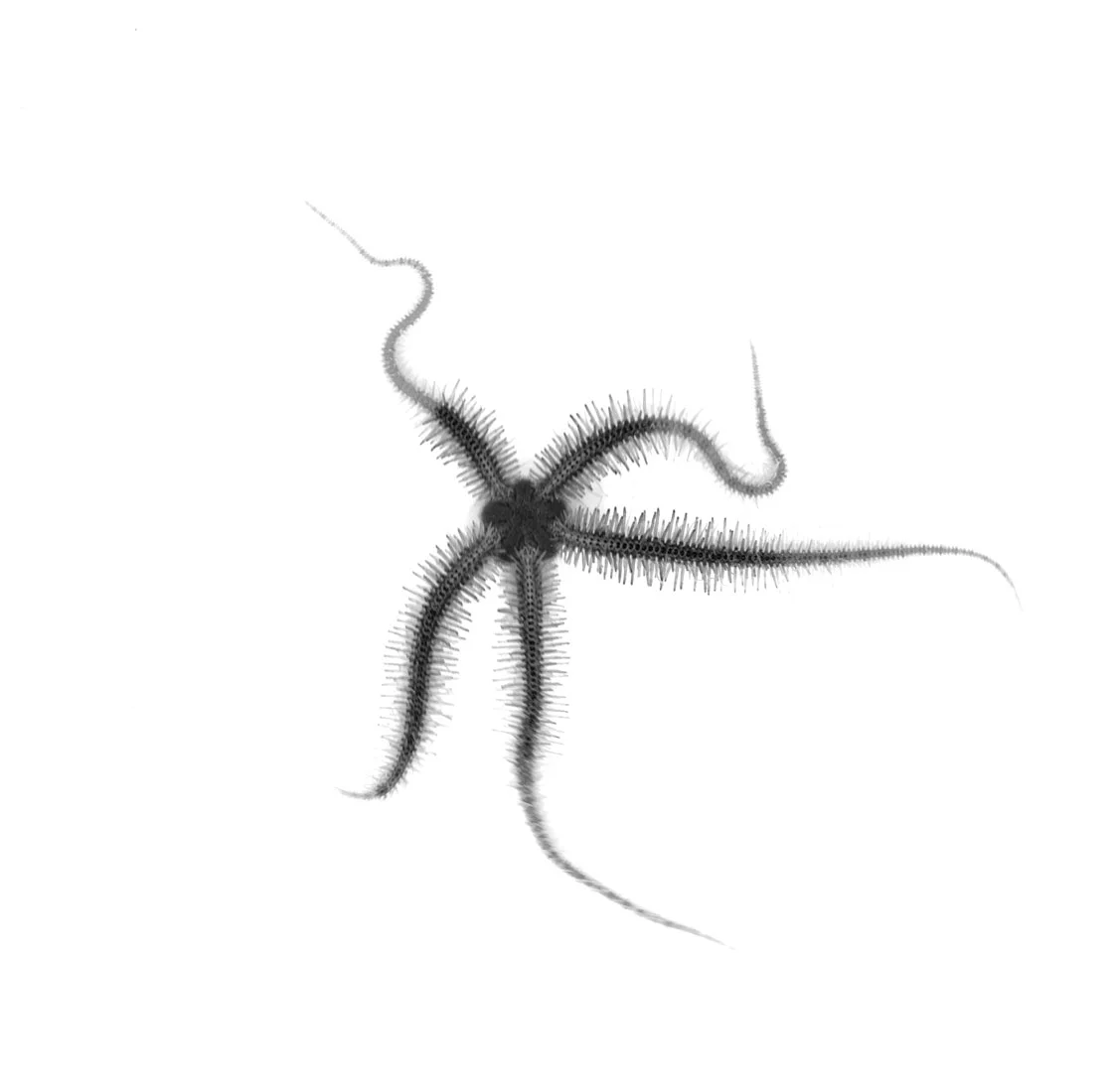 BRITTLE-STAR-SINGLE-X.jpg