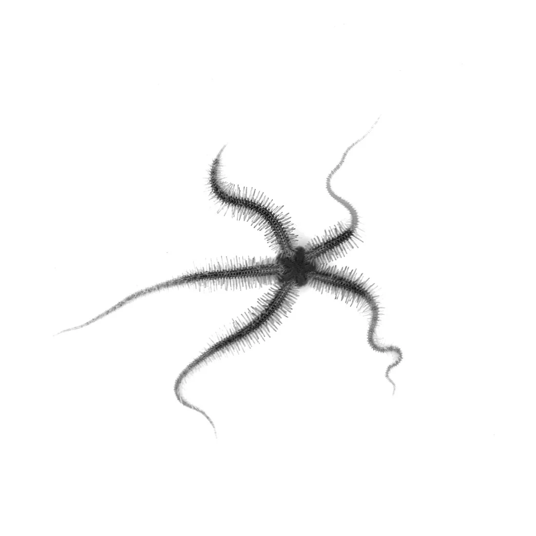BRITTLE-STAR-SINGLE-XI.jpg