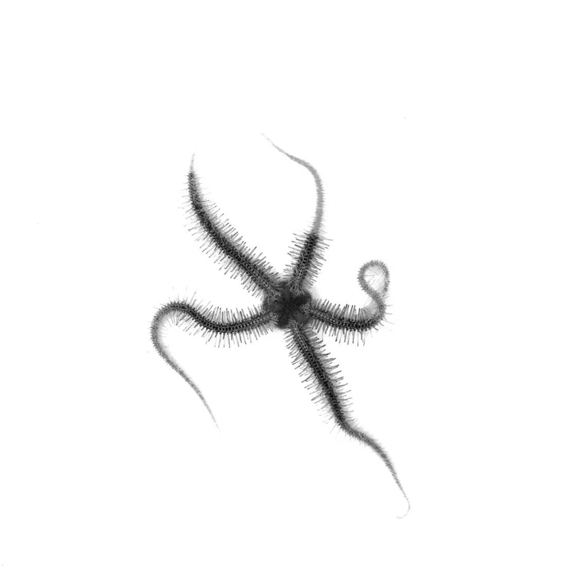 BRITTLE-STAR-SINGLE-XVII.jpg