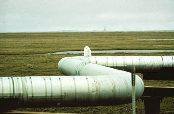 pipeline.jpg